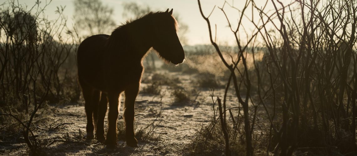 annie-spratt-194519-unsplash